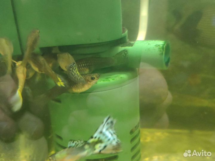 Рыбки гуппи