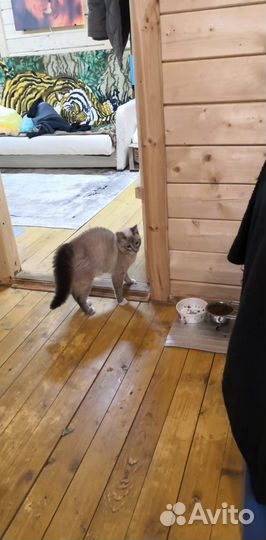 Потерялся кот