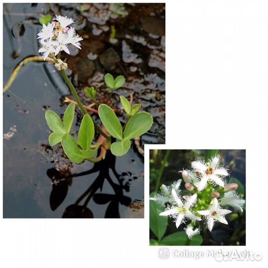 Растения для пруда и прибрежной зоны