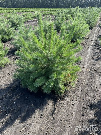 Сосна декоративная саженцы (1,2-1,5м)