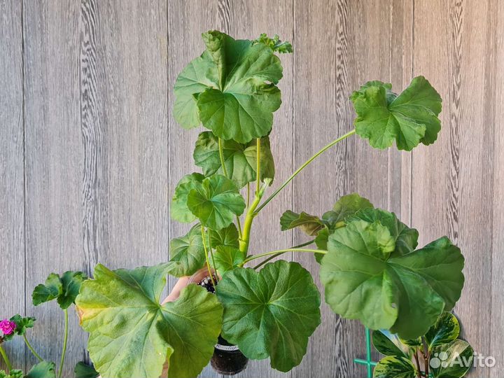 Пеларгония (ю-мерлезон2)