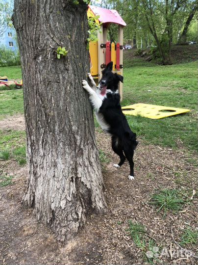 Услуги кинолога