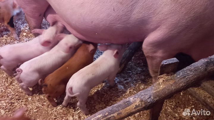 Продам поросят