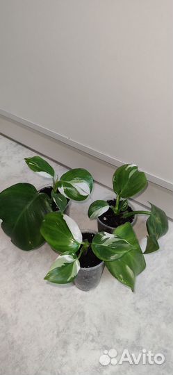 Филодендрон Вайт визард