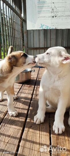 Среднеазиатская овчарка алабай щенки