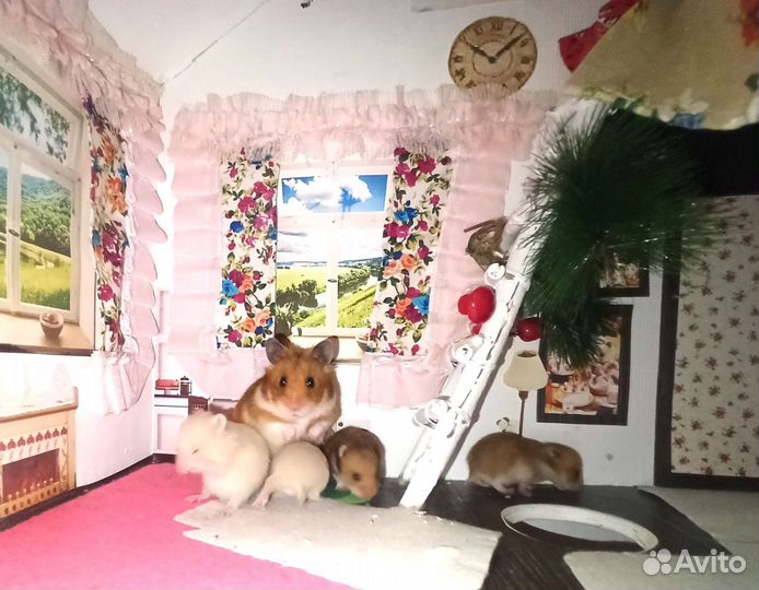 Хомяк Хомячата