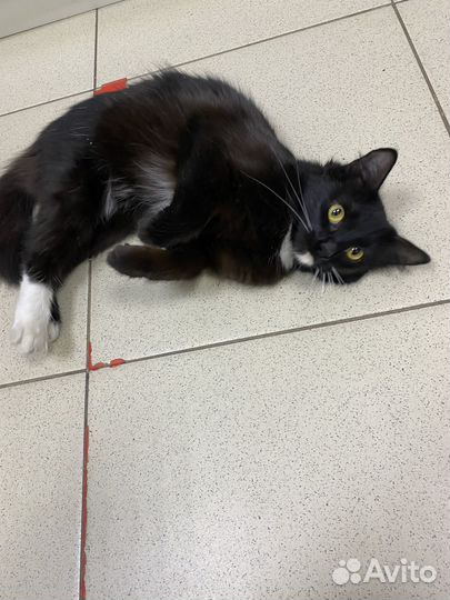 Кошка в добрые руки