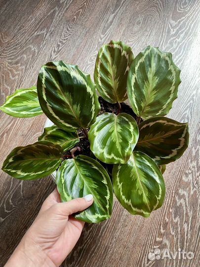 Калатея медальон