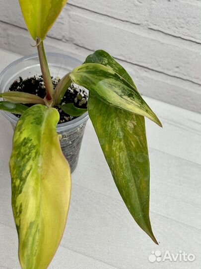 Филодендрон карамель марбл вар