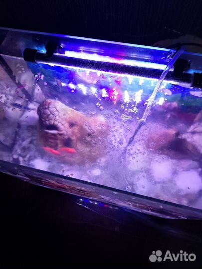 Аквариум с рыбками 35 литров