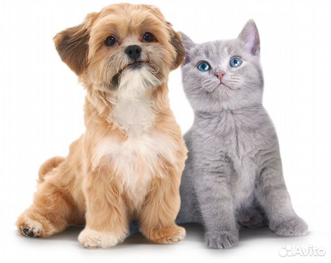 Передержка Любых Животных