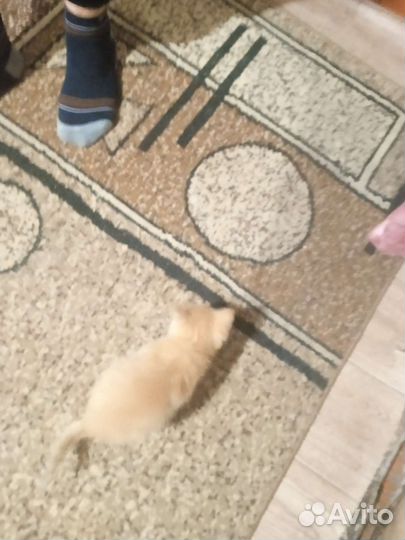 Котёнок мальчик в добрые руки