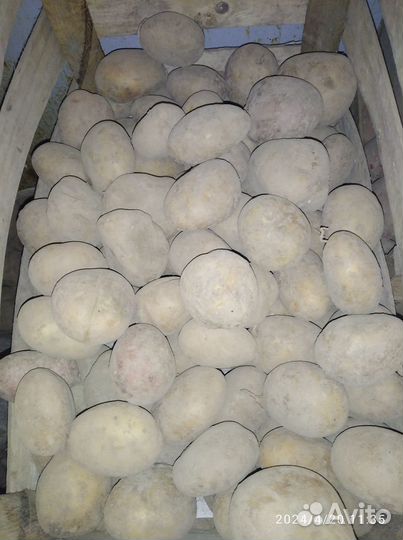 Картофель крупный