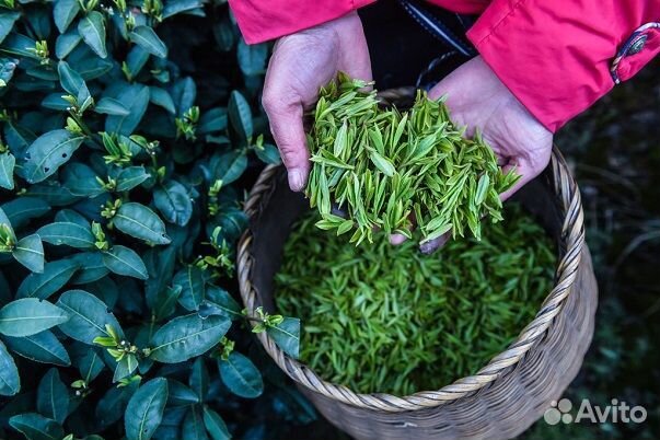 Чайный пьяница Лыба до ушей