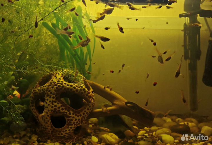 Рыбки гуппи