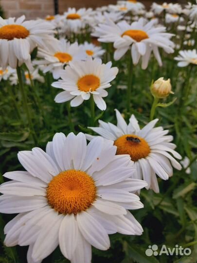 Ромашки крупные