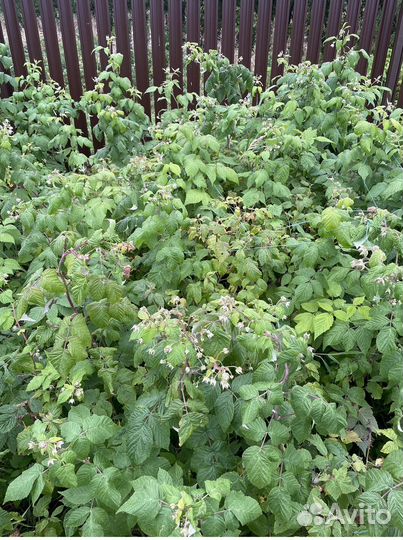 Саженцы малины