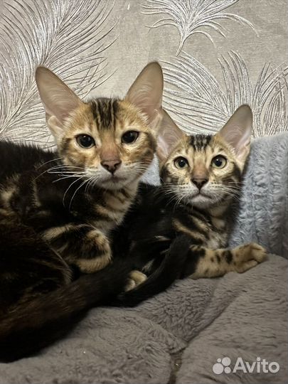 Бенгальская