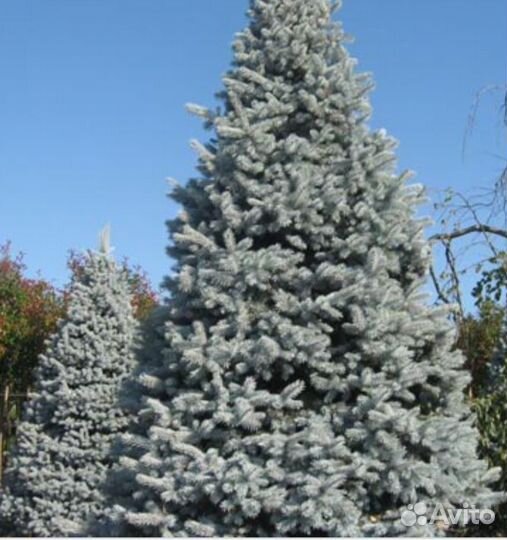 Ель голубая