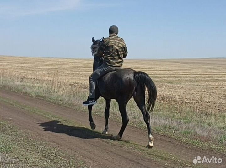 Лошади жеребец
