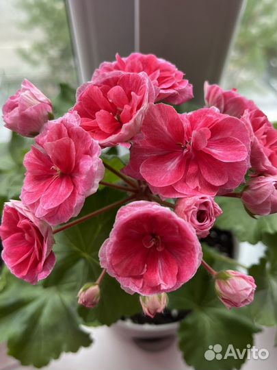 Сортовая пеларгония сим Диадема