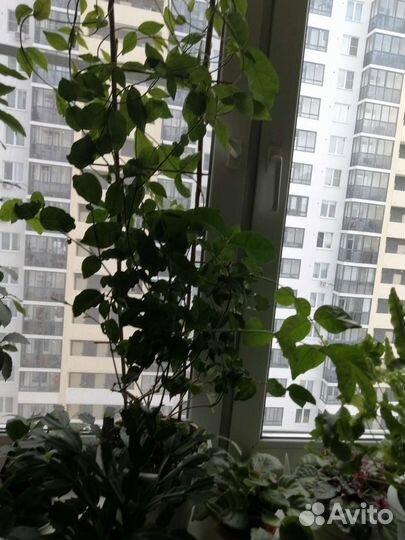 Жасмин самбак