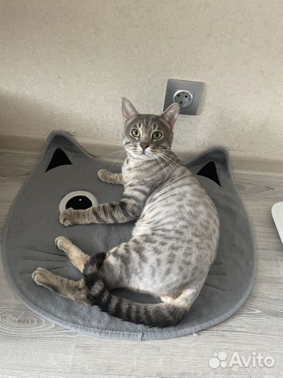 Бенгальский кот вязка
