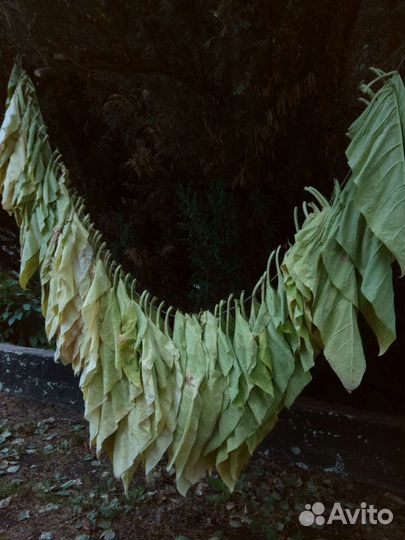 Листья крепкие. 5 лет