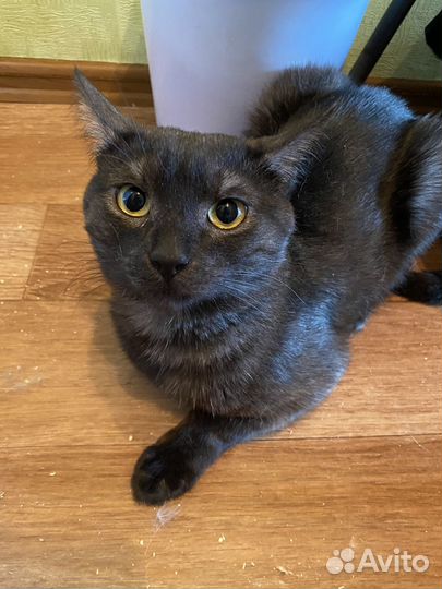 В добрые руки