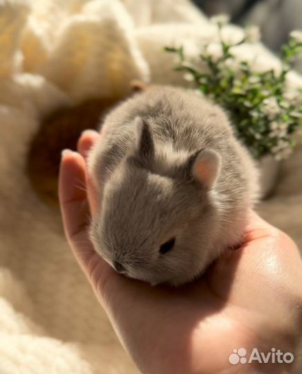 Карликовые Декоративные Кролики из Питомника