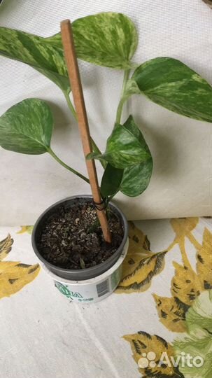 Эпипремнум сорта Марбл Квин