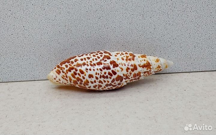 Митра Папалис 12,0 морская ракушка раковина