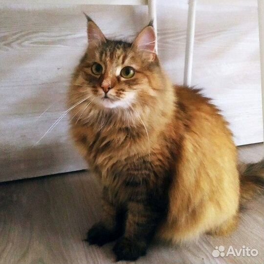 Тесси ищет дом