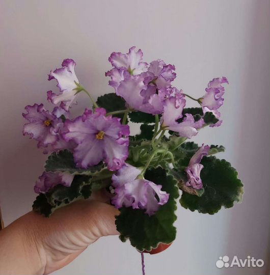 Фиалки сортовые
