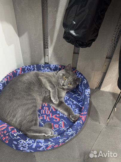 Отдам кота в добрые руки