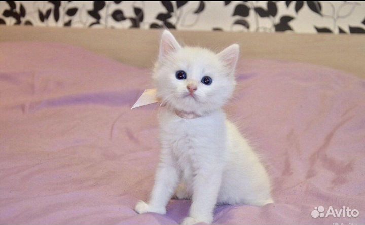 Белоснежные котята