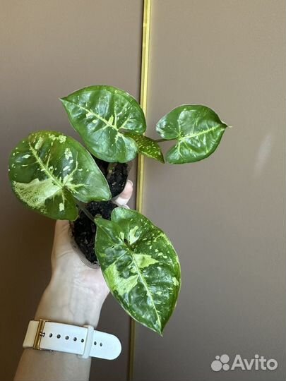 Сингониум Панда