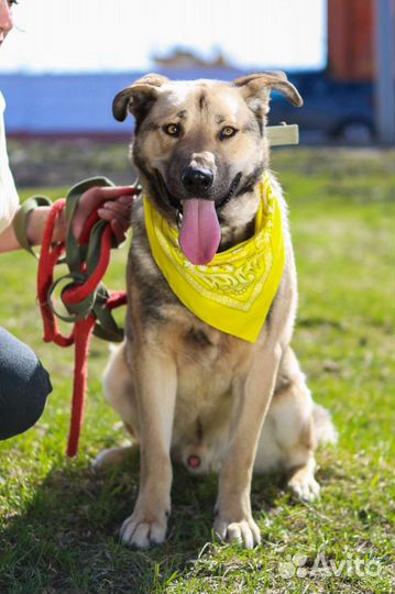 Ищет любящих хозяев