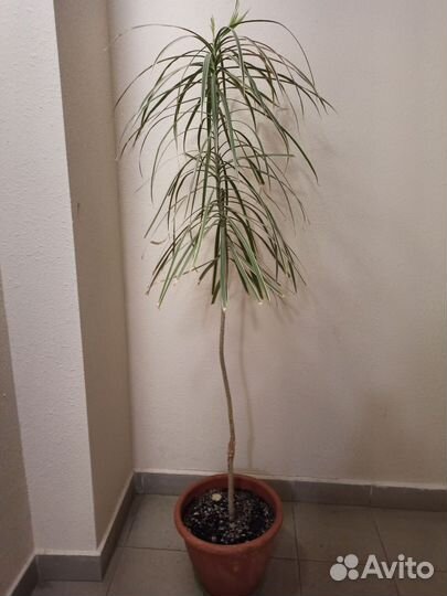 Пальма драцена