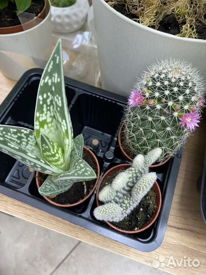 Кактусы и суккуленты, антуриум, замиокулькас