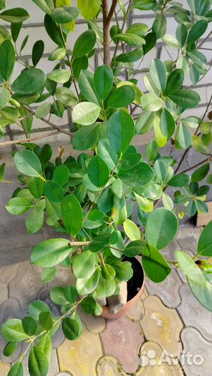 Фикус бенджамина