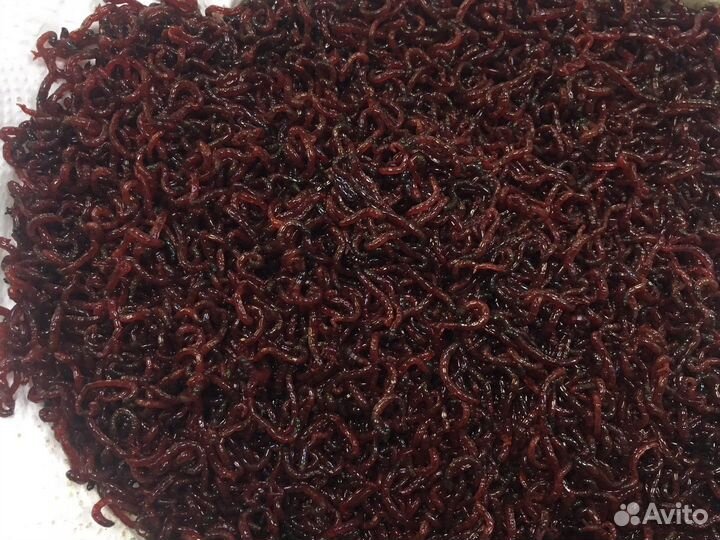 Мотыль крупный