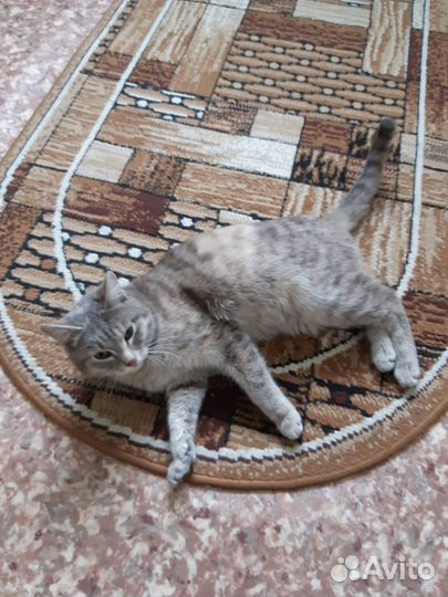 Кошечка в добрые руки