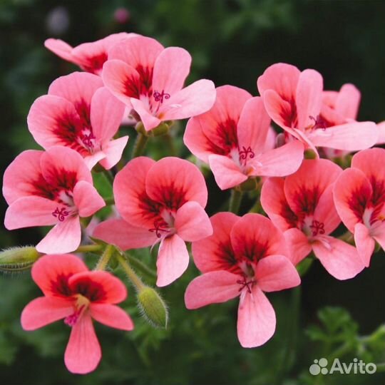 PAC Angeleyes Orange