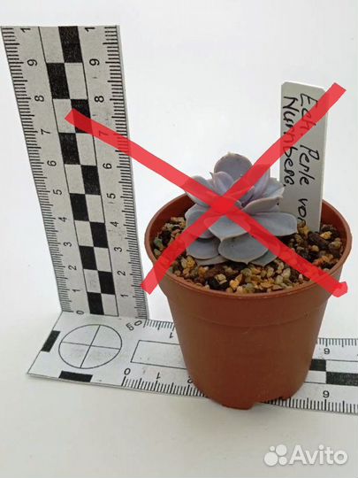 Суккуленты разные