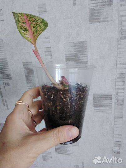 Аглаонемы. Обновл. 23.07.24