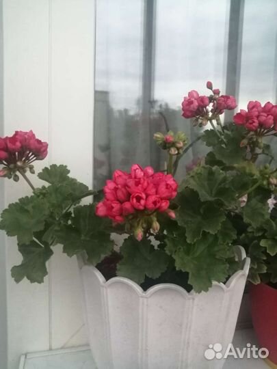 Пеларгония герань тюльпановидная коллекционная