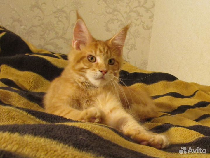 Котята мейн-кун