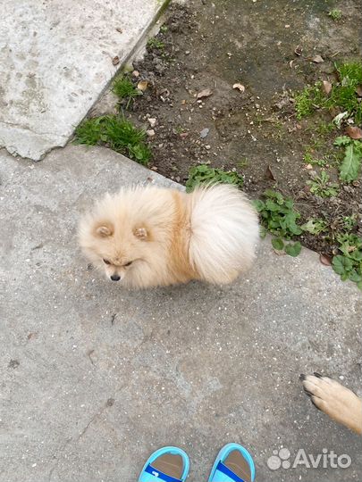 Померанский шпиц вязка