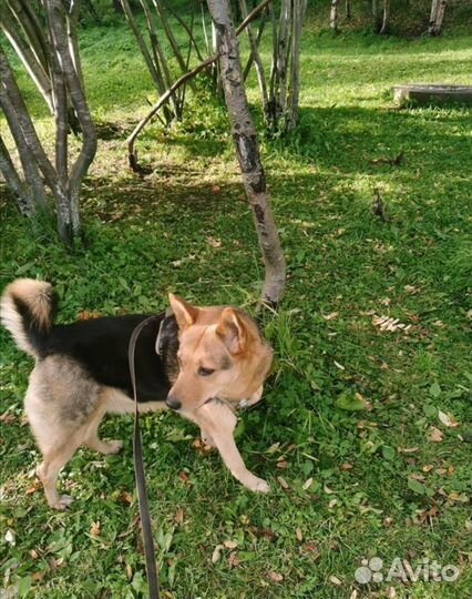 Выгул собак